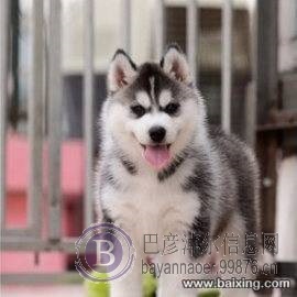 出售纯种哈士奇 赛级哈士奇幼犬训练犬